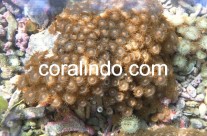 Coral 10