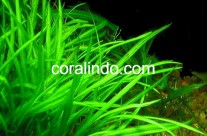 Aquatic Plant 10