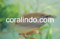 Fresh Water Fish 10