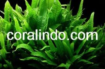 Aquatic Plant 11