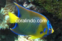 Marine Fish 2