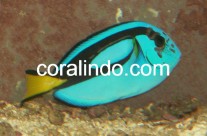 Marine Fish 11