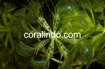 Aquatic Plant 1