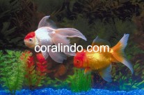 Fresh Water Fish 1