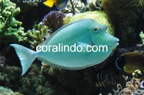 Marine Fish 12