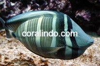 Marine Fish 8