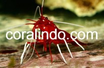 Invertebrates 2