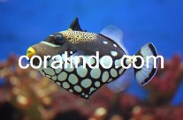 Marine Fish 3