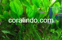Aquatic Plant 2