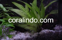 Aquatic Plant 3