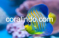 Marine Fish 4