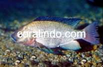 Fresh Water Fish 4