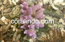 Coral 4