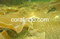 Coral 5