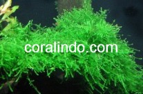 Aquatic Plant 5