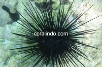 Invertebrates 6