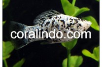 Fresh Water Fish 6
