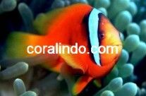 Marine Fish 1