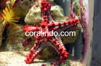 Invertebrates 8