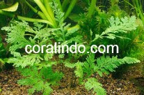 Aquatic Plant 9