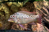 Fresh Water Fish 9